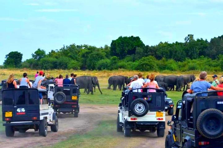 Udawalawe Jeep Safari Day Tour